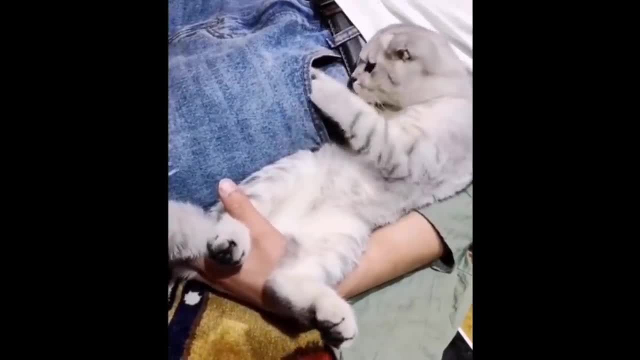 Funny animal video