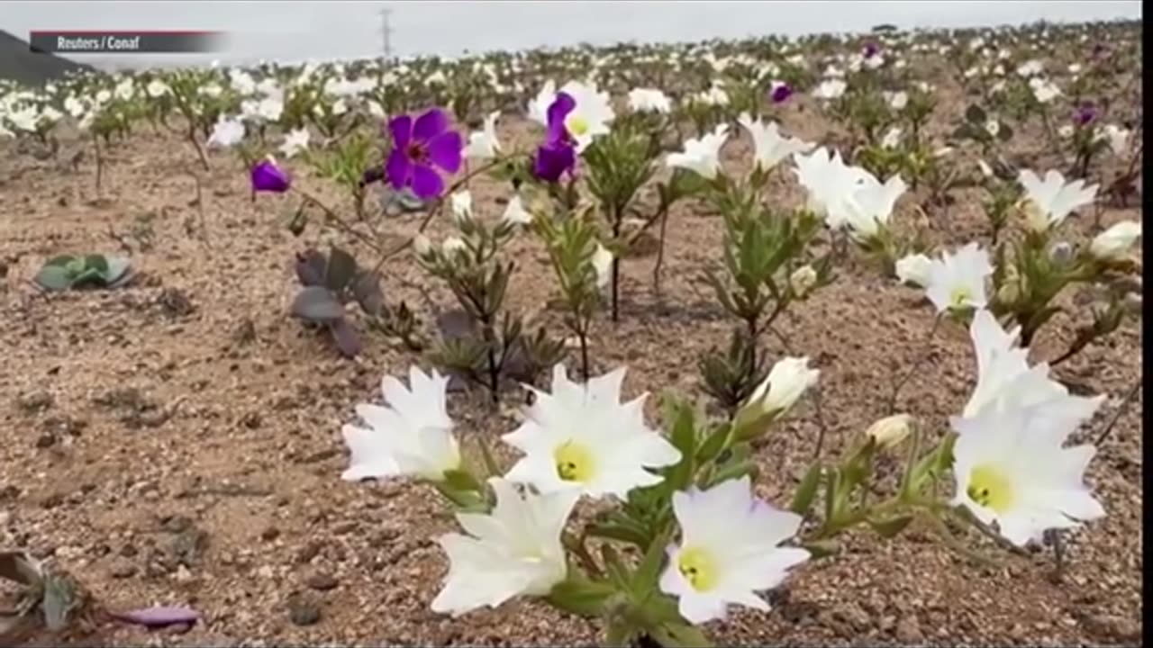 The Driest Desert On Earth, The Atacama, Has Begun To Bloom