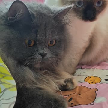 It's my bed: Cat take over my bed, I sleep on couch