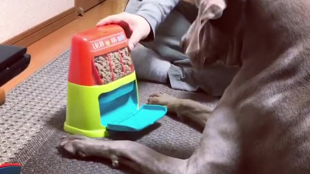 Weimaraner humorously uses dog food slot machine