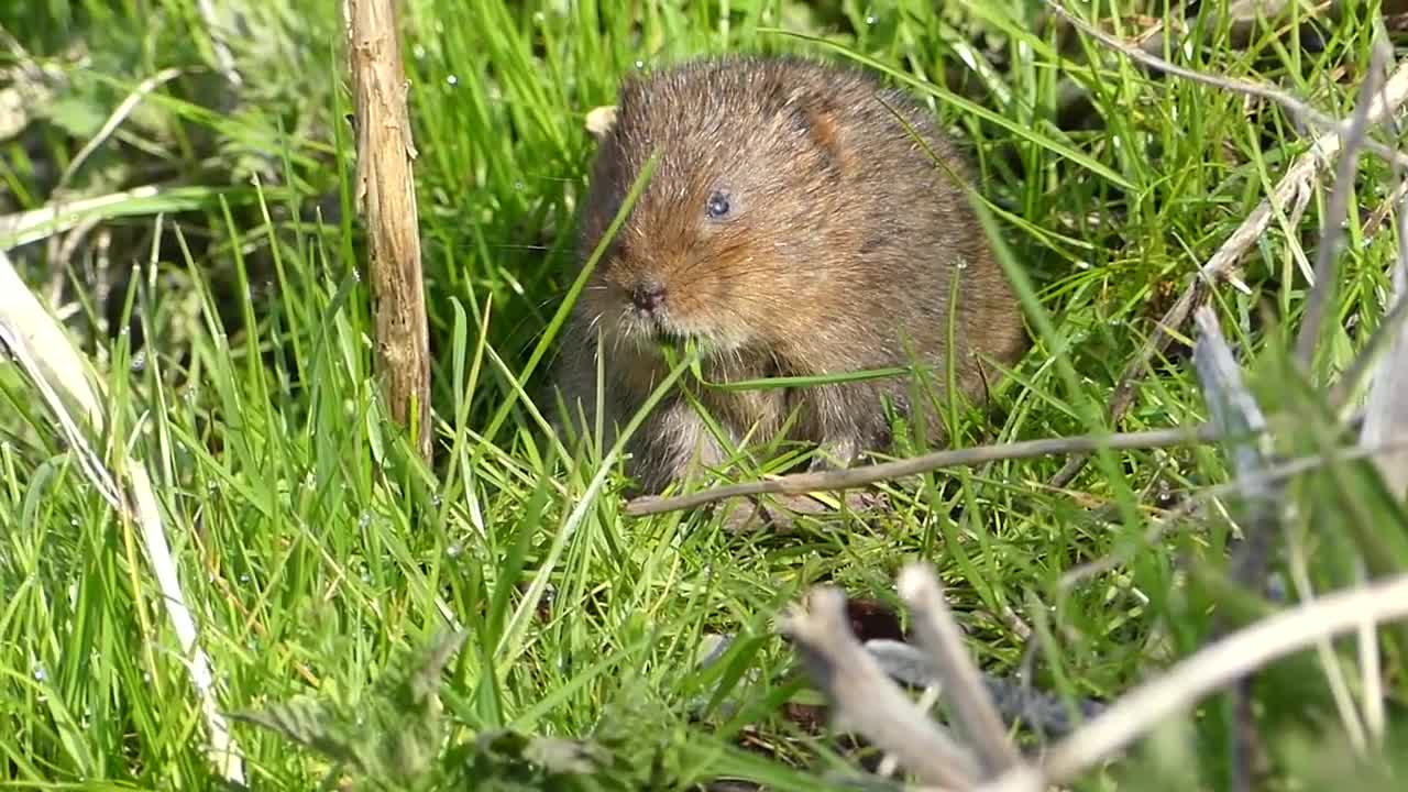 Water Vole disturbed by noise of a runner