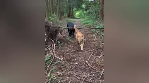 when your cat's got something very important to say funniest animals