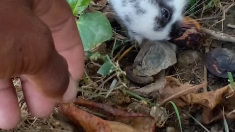 Mi mascota adorada😊🇩🇴