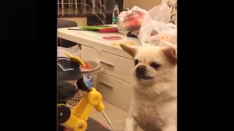 Try Not To Laugh To These Pets Funny pets Compilation