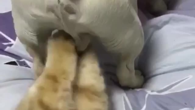 What is the cat playing with