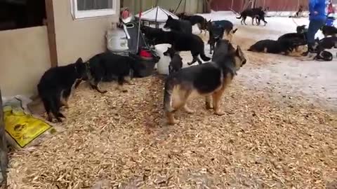 German shepherd farm