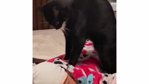 Cat massage for a child