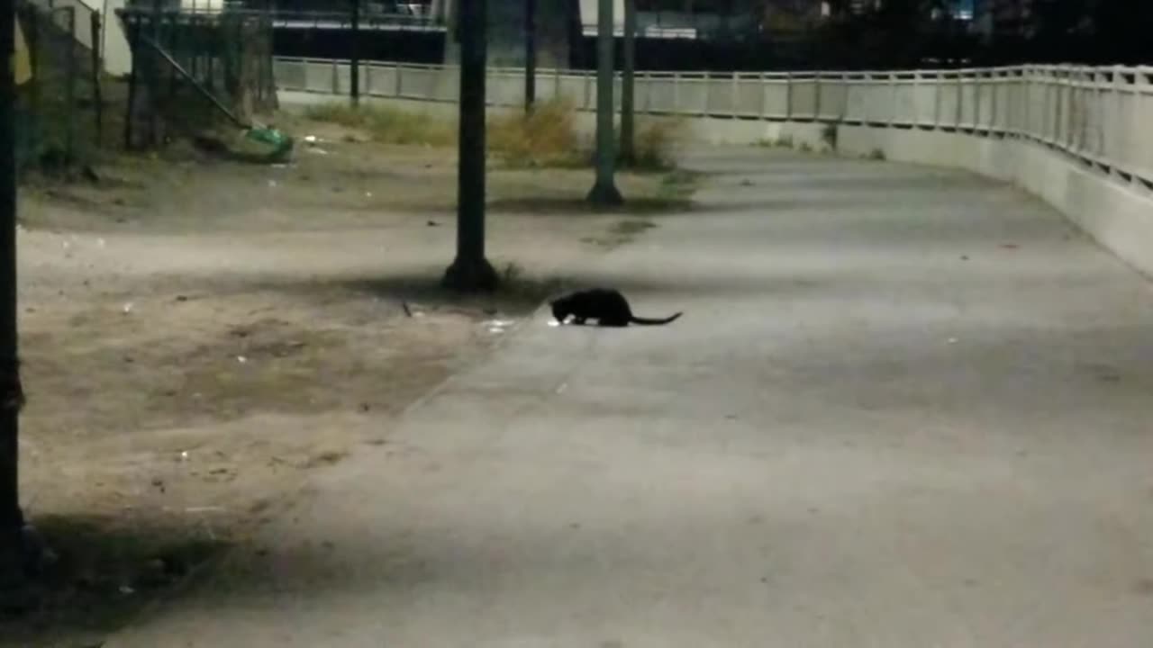 20231019 185158 Park87 Black Cat Eating from Afar