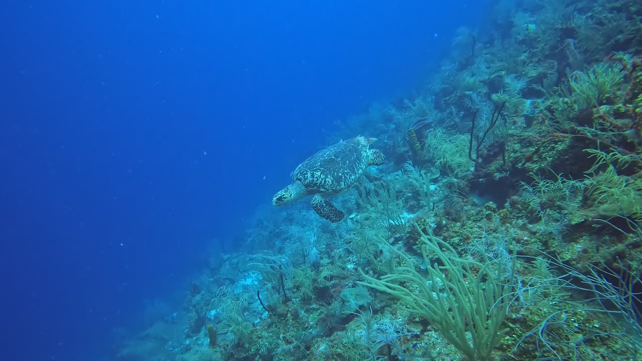 Turtle Cruising the Wall