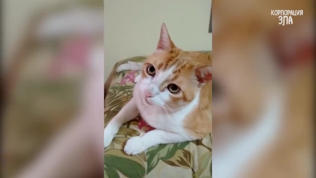 Funny Cats