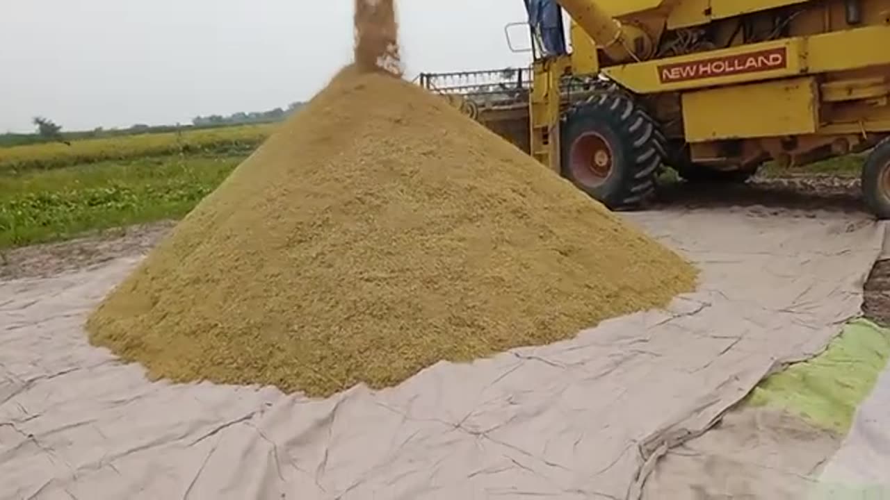 Agriculture Crop harvesting rice