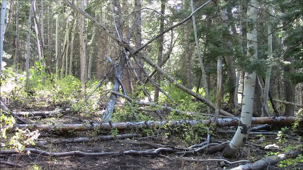 Sasquatch TeePee Stuctures