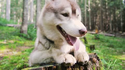 husky dog