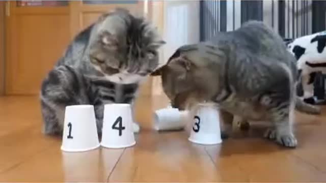 Super adorable and smart kittens 😱