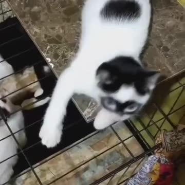 Zorro the cat , cute masked cat