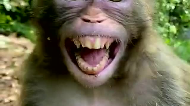 Laughing Monkey