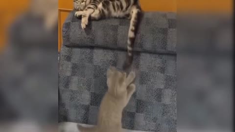 Funny Cats (Part 7)!! 😹🥰😆🤣