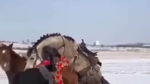 Horses started having sex while touring