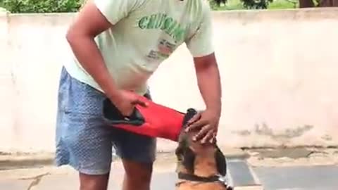 Dogs training for 2022 😱