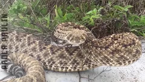 Scary Slithering Snakes