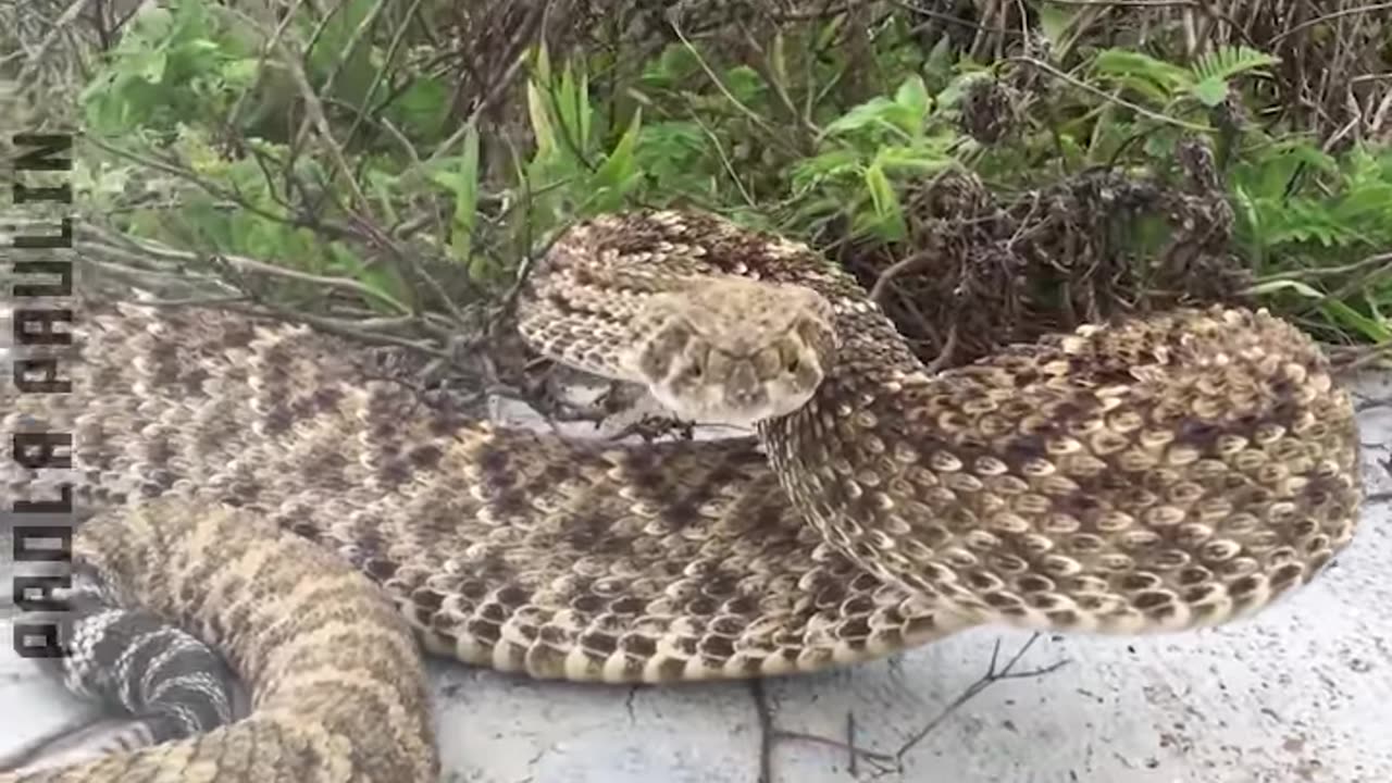 Scary Slithering Snakes