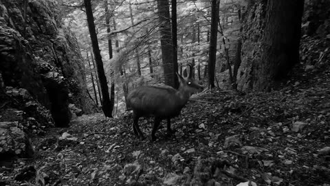 One Year in the Woods - A Journey Through the Seasons | Free Documentary Nature
