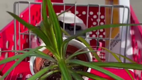 My rabbit is eating my plants