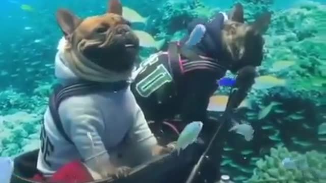 The Scuba divers Doge