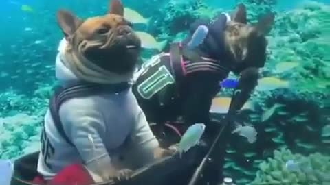 The Scuba divers Doge