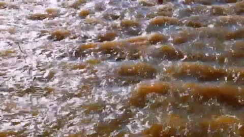 There are streams listening to the original sounds of nature