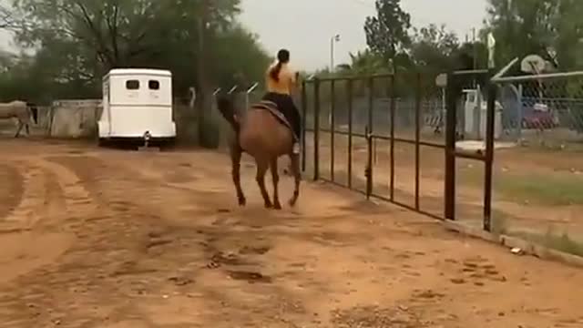 donating the horse