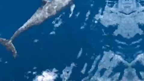 Dolphin in Water#wow viral#video