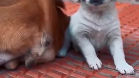 Funniest animal video