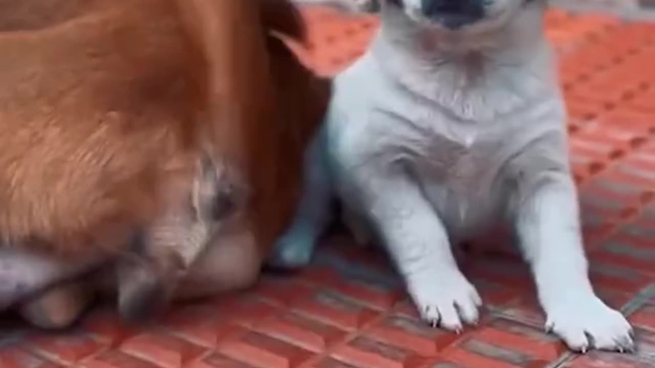 Funniest animal video