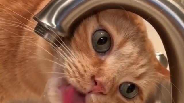 What a funny cat