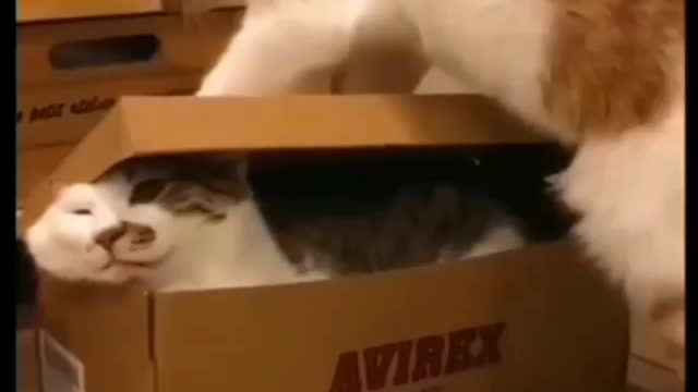 Cat - box cat