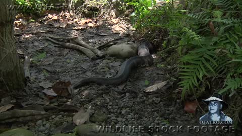 Cottonmouth vs Rattlesnake 01 - Snake Eats Snake