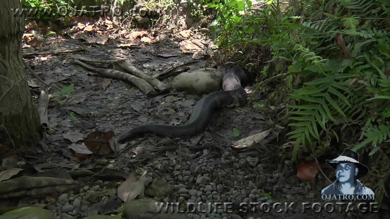Cottonmouth vs Rattlesnake 01 - Snake Eats Snake