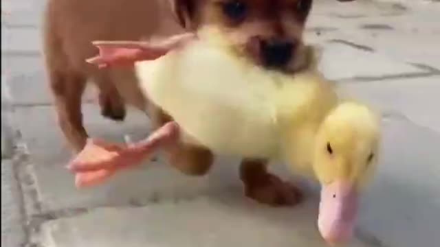 Puppy Carry Duckling in Mouth Run On Street part 2