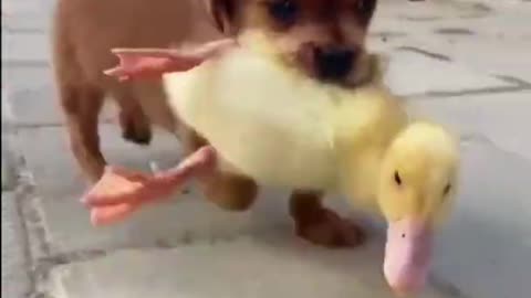 Puppy Carry Duckling in Mouth Run On Street part 2