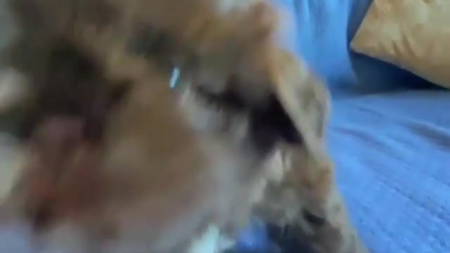 who love puppies