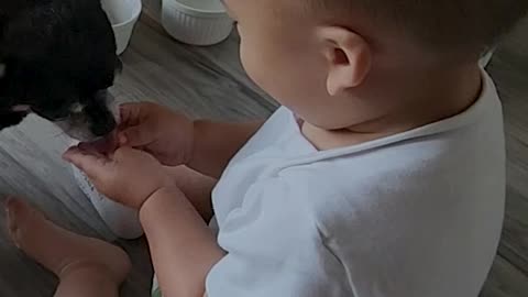 Toddler Hand Feeds Dog