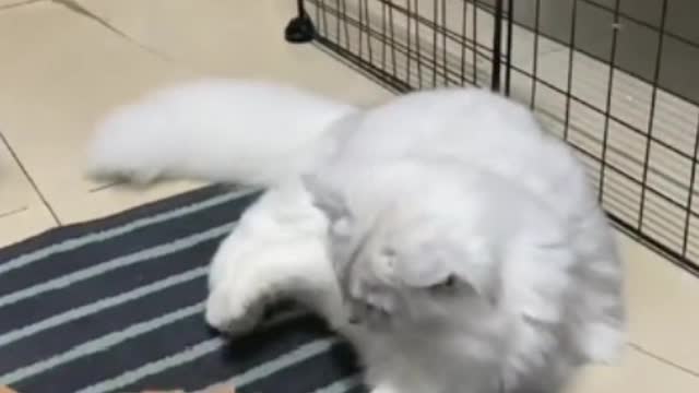 Raising a cat is to make your loneliness more delicate