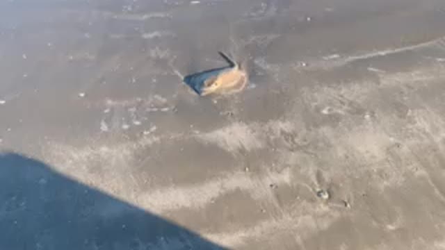Why you shuffle your feet when walking on Texas Coast