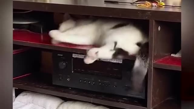 Cat Sleeping funny and Drinks funny animals videos