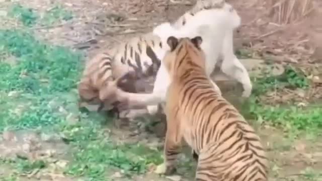 Tiger fights