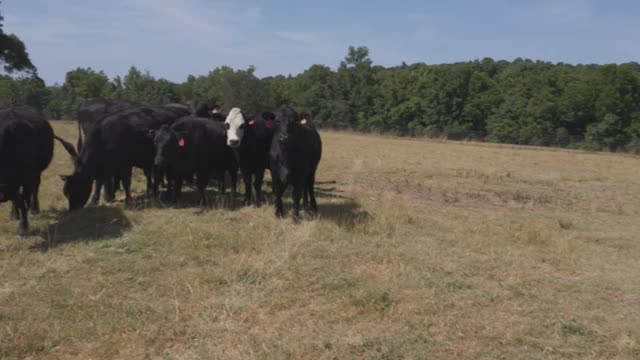 Drought Conditions Hit Cattle Business