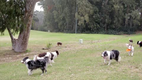 Watch a group of dogs playing jute