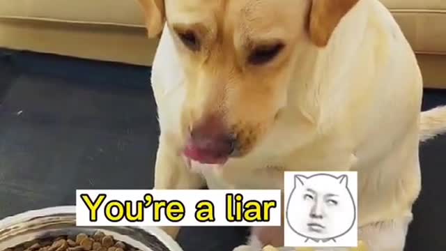 Dog very Smart | Funny dog#Animals