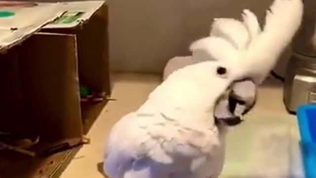 Dance happy parrot